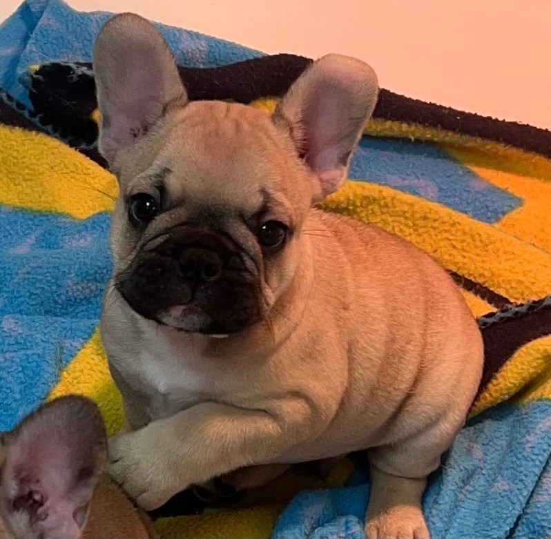 du hameau de fontenay - Chiot disponible  - Bouledogue français