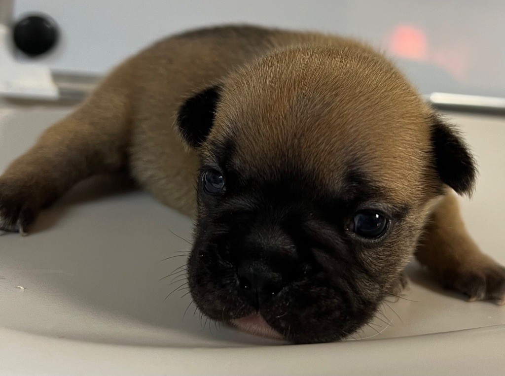 du hameau de fontenay - Chiot disponible  - Bouledogue français