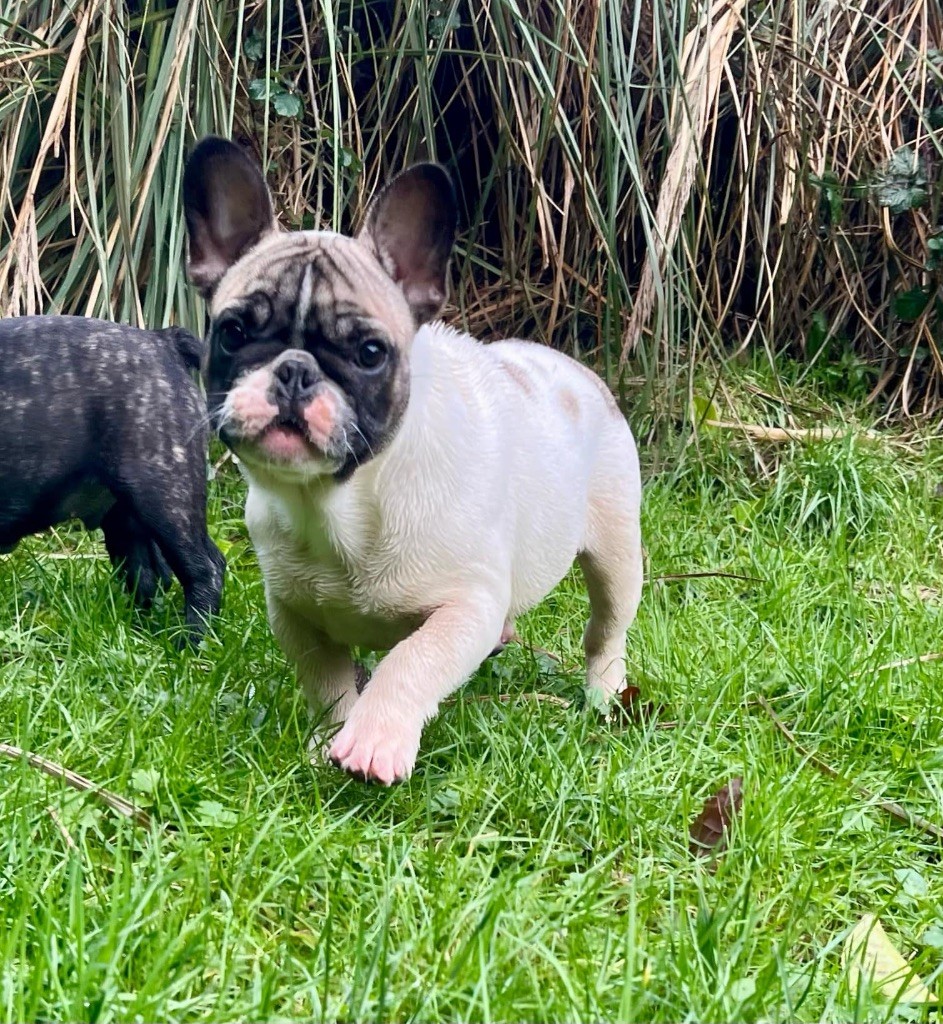 du hameau de fontenay - Chiot disponible  - Bouledogue français