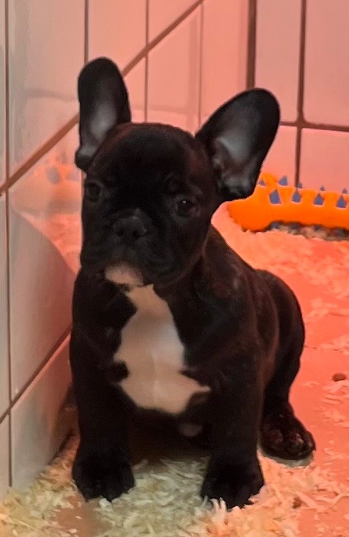 du hameau de fontenay - Chiot disponible  - Bouledogue français