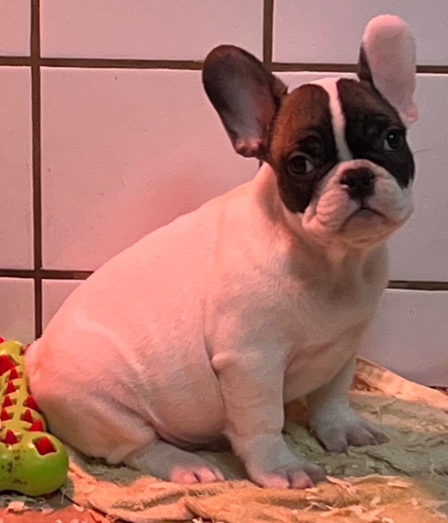 du hameau de fontenay - Chiot disponible  - Bouledogue français