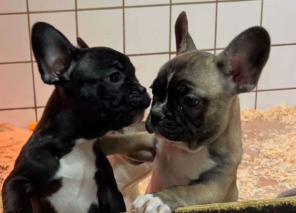 du hameau de fontenay - Chiot disponible  - Bouledogue français