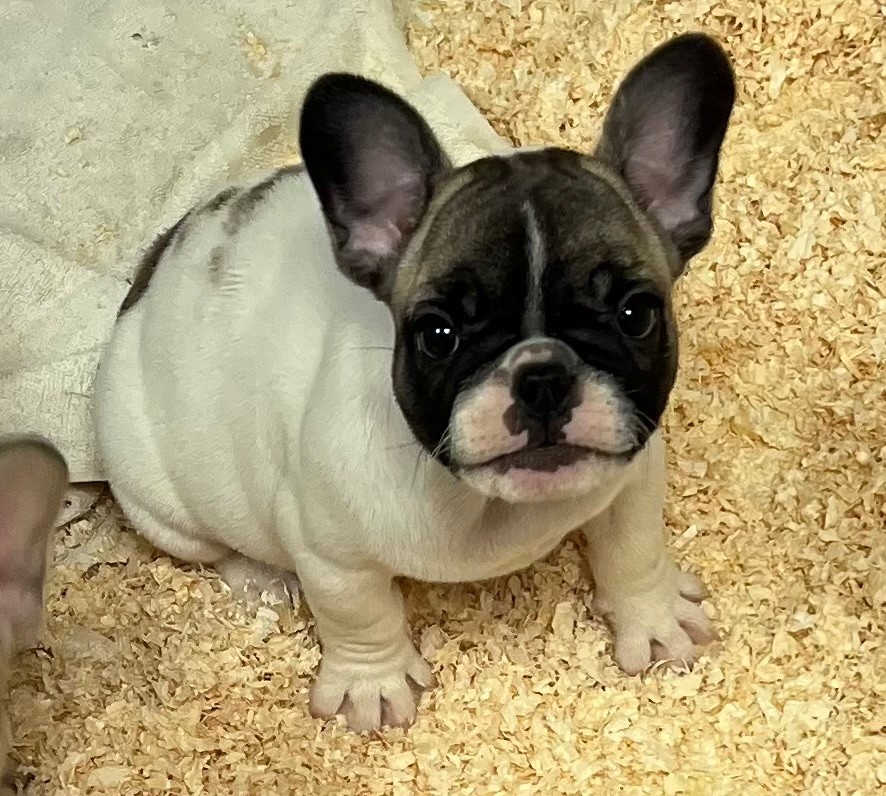 du hameau de fontenay - Chiot disponible  - Bouledogue français