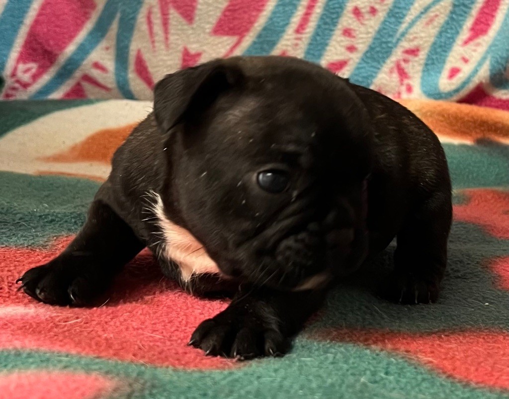 du hameau de fontenay - Chiot disponible  - Bouledogue français