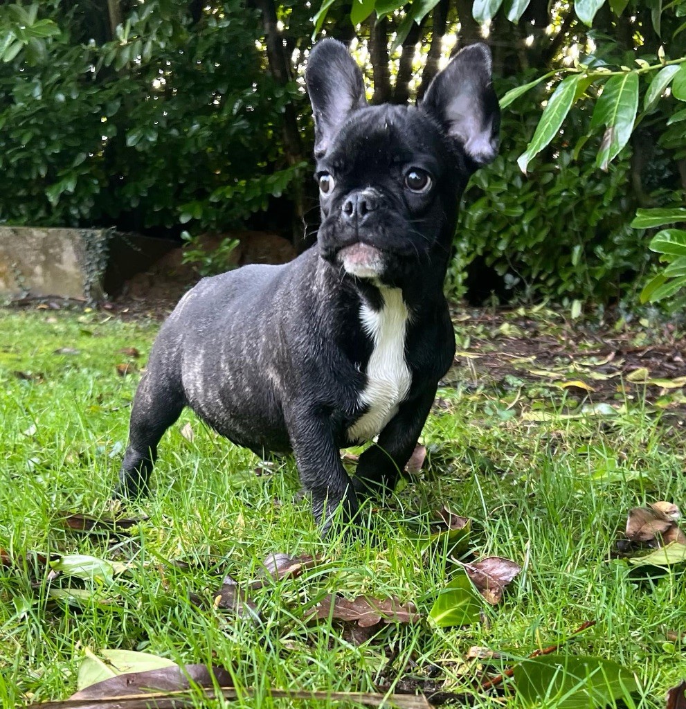 du hameau de fontenay - Chiot disponible  - Bouledogue français