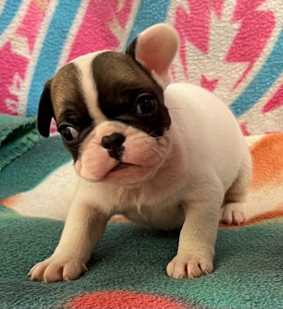 du hameau de fontenay - Chiot disponible  - Bouledogue français