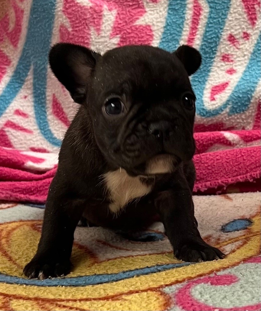 du hameau de fontenay - Chiot disponible  - Bouledogue français