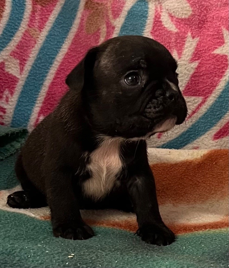 du hameau de fontenay - Chiot disponible  - Bouledogue français