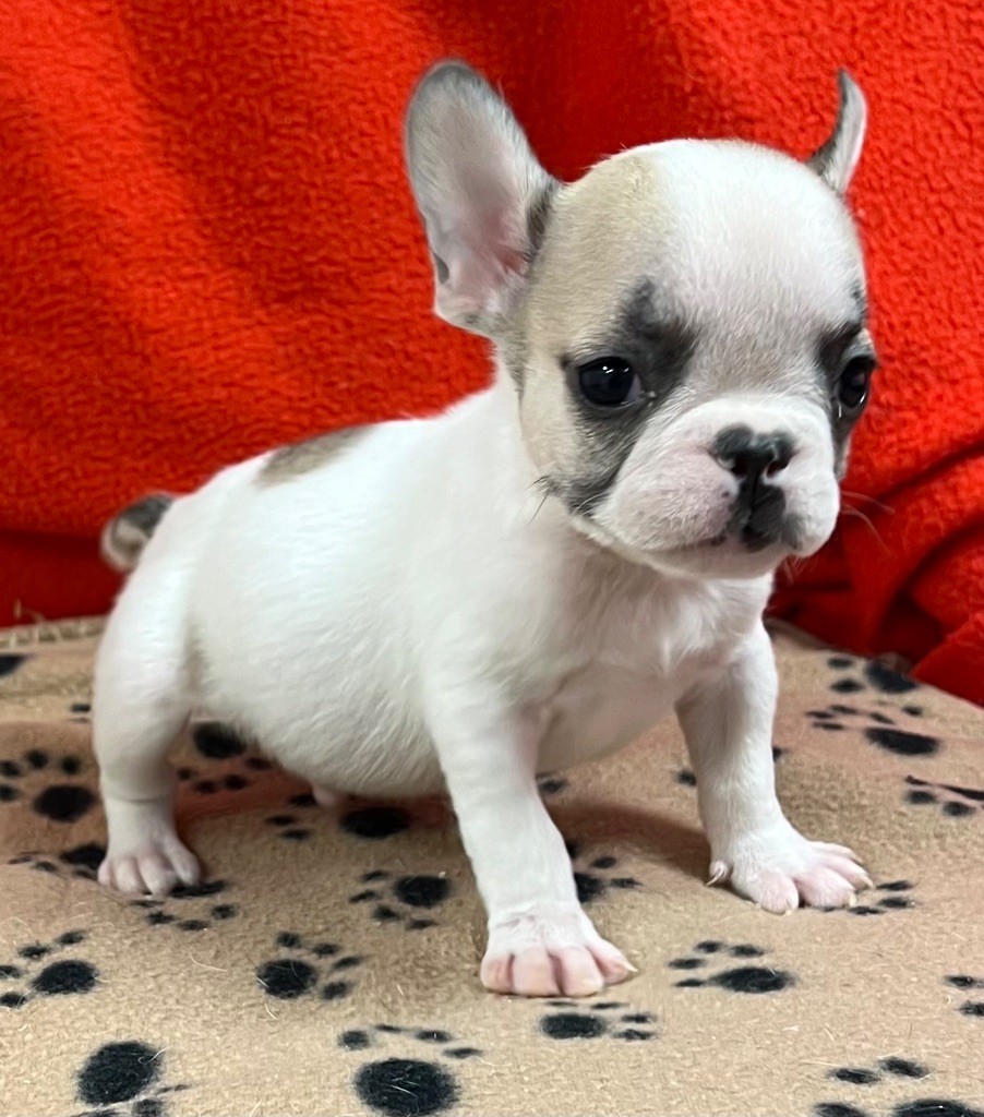 du hameau de fontenay - Chiot disponible  - Bouledogue français