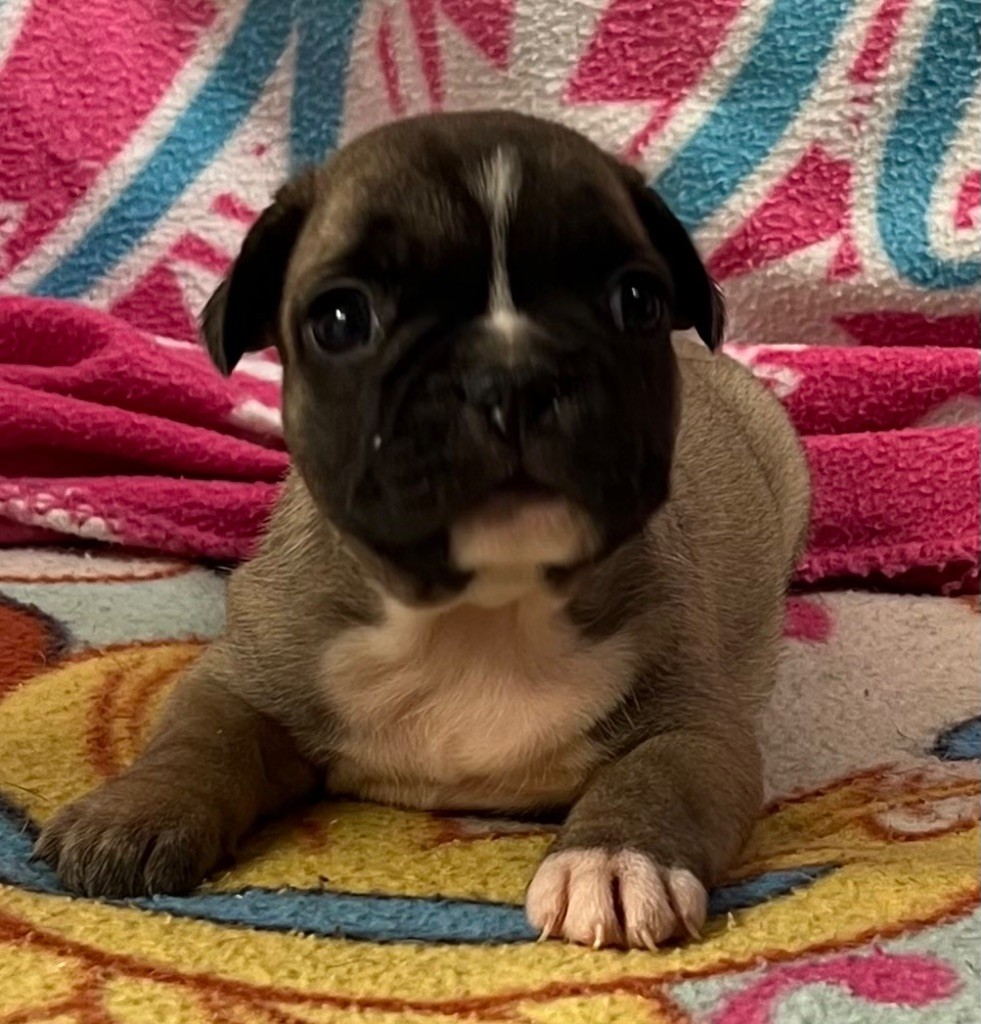 du hameau de fontenay - Chiot disponible  - Bouledogue français