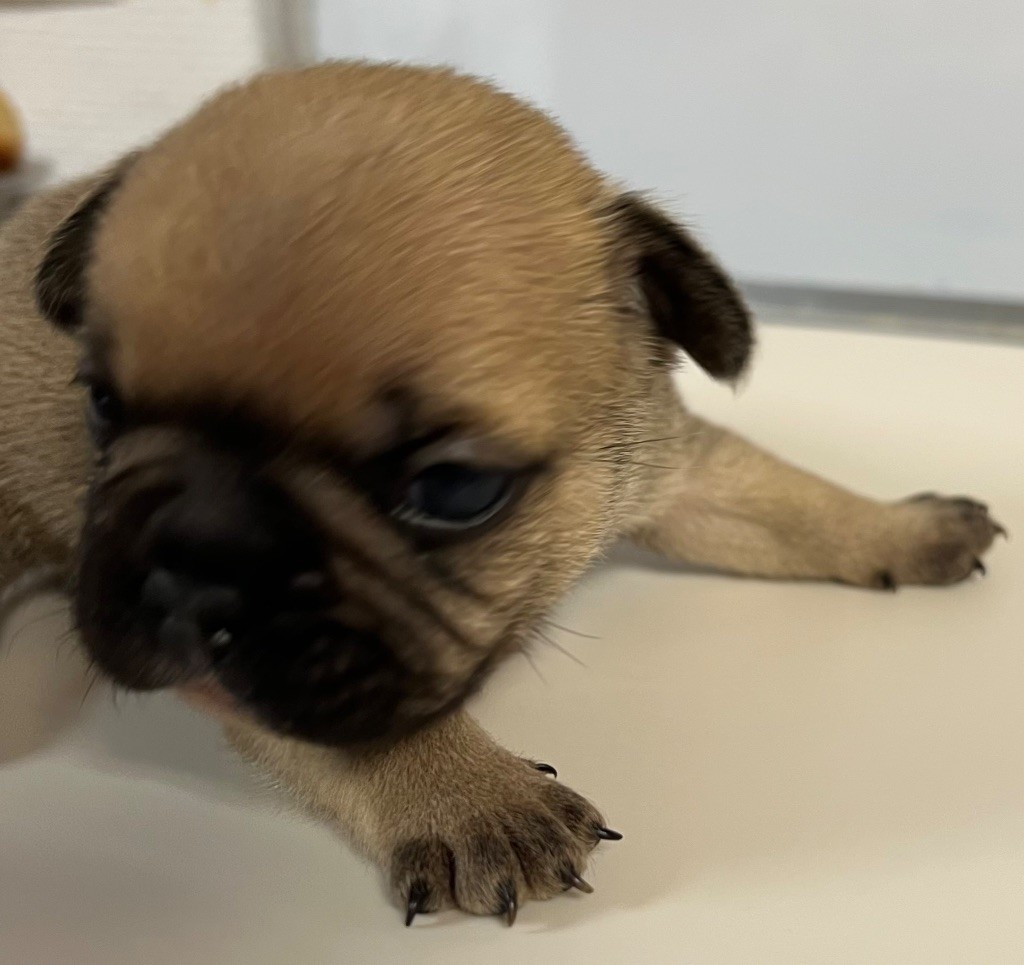 du hameau de fontenay - Chiot disponible  - Bouledogue français