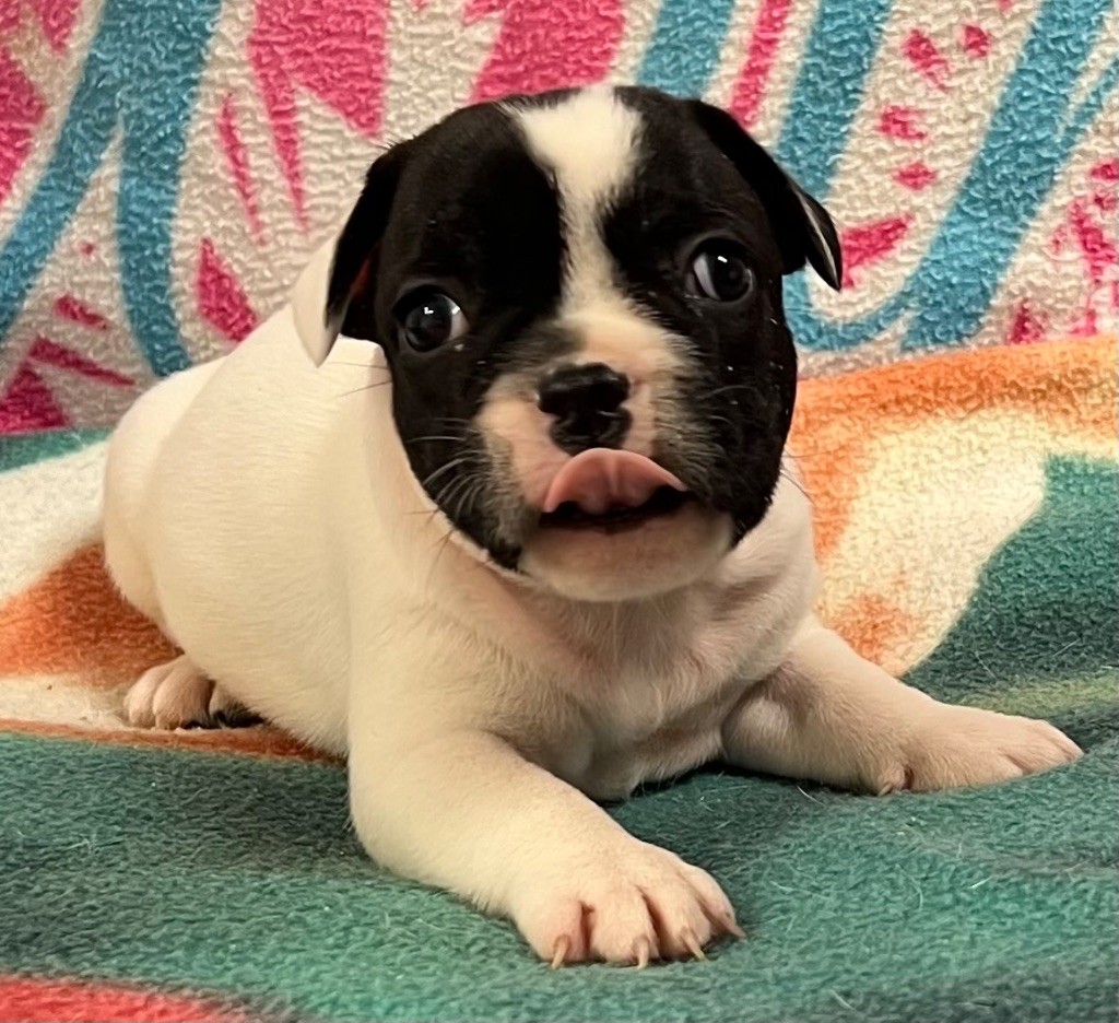 du hameau de fontenay - Chiot disponible  - Bouledogue français