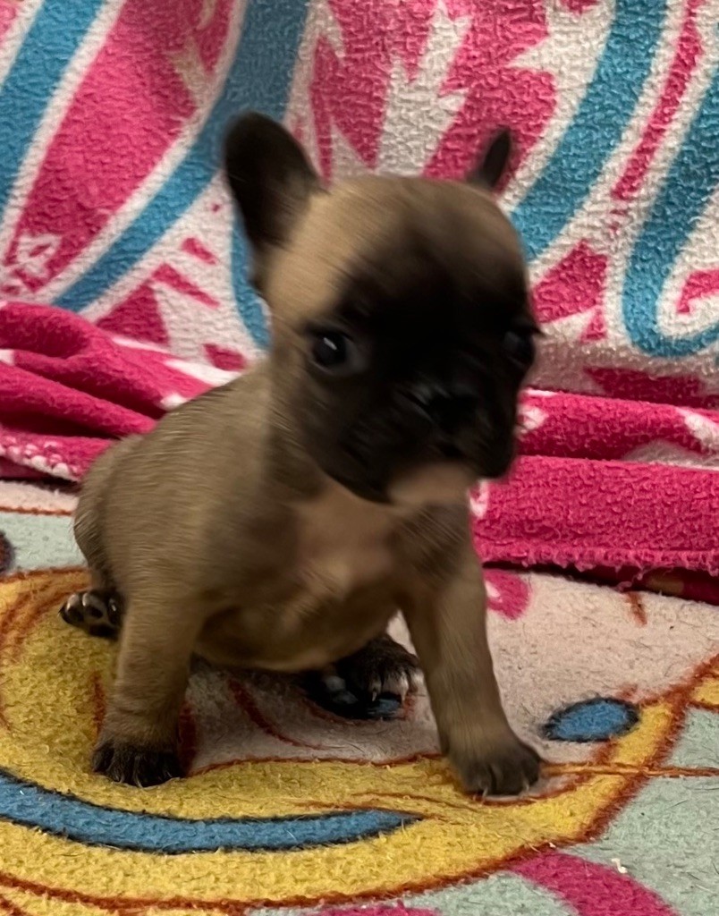 du hameau de fontenay - Chiot disponible  - Bouledogue français