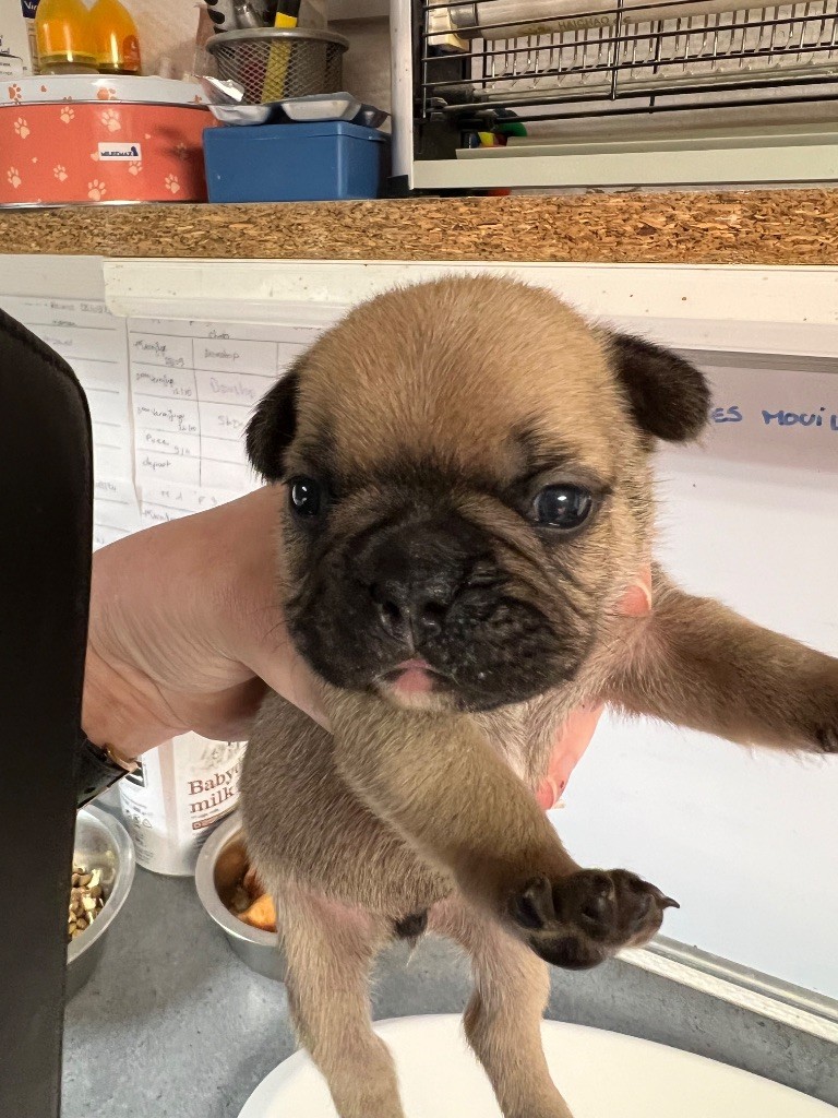 du hameau de fontenay - Chiot disponible  - Bouledogue français