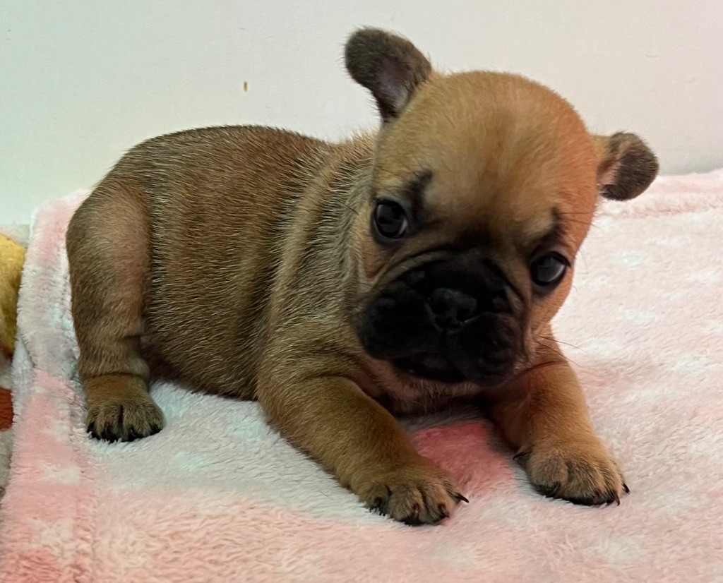 du hameau de fontenay - Chiot disponible  - Bouledogue français