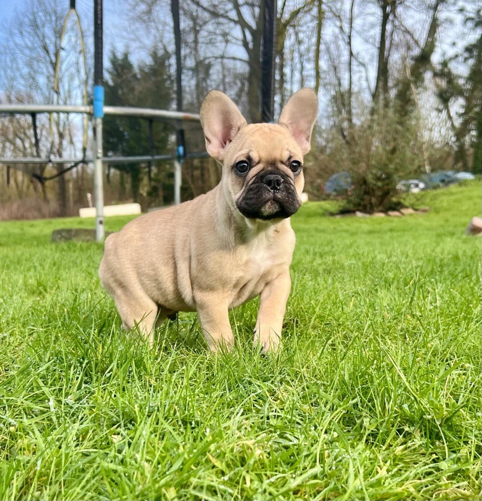 du hameau de fontenay - Chiot disponible  - Bouledogue français