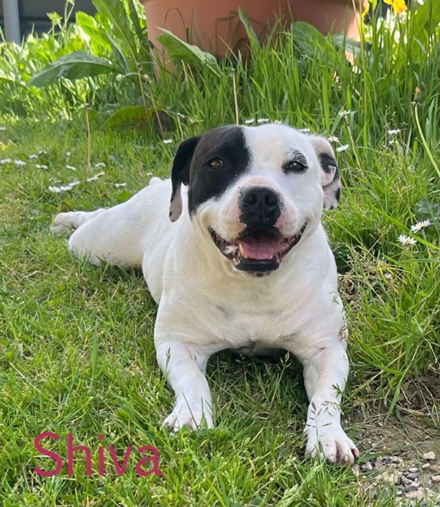 Shiva du hameau de fontenay