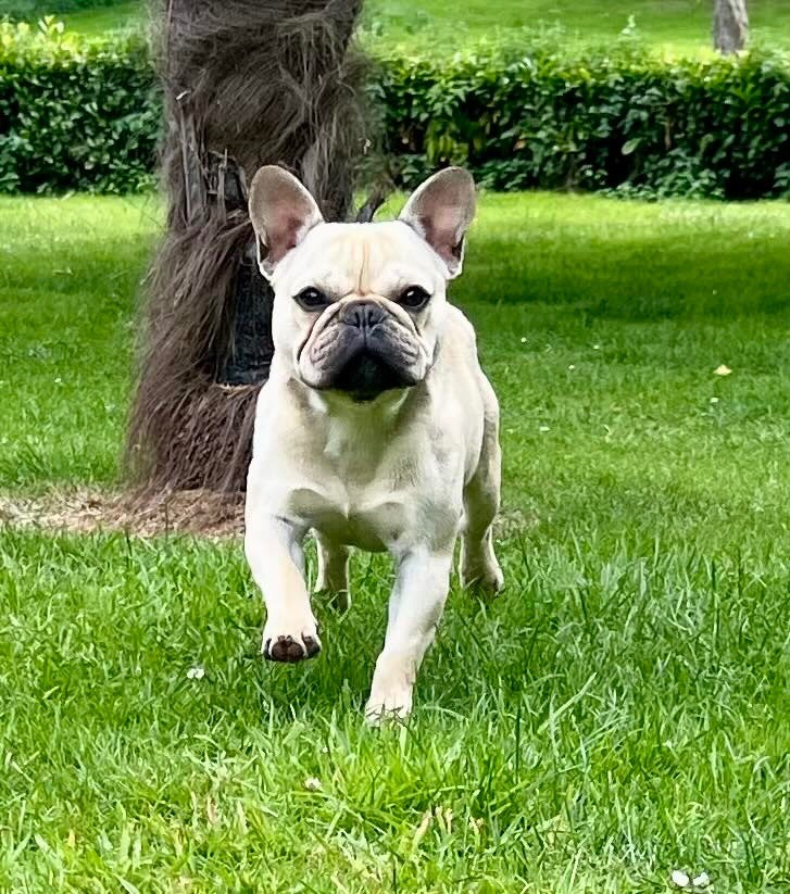 Ulysse du hameau de fontenay