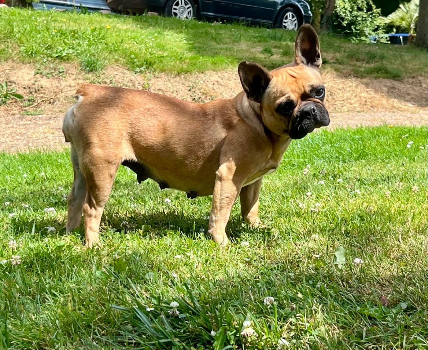 Solly des terres de bourguenailles