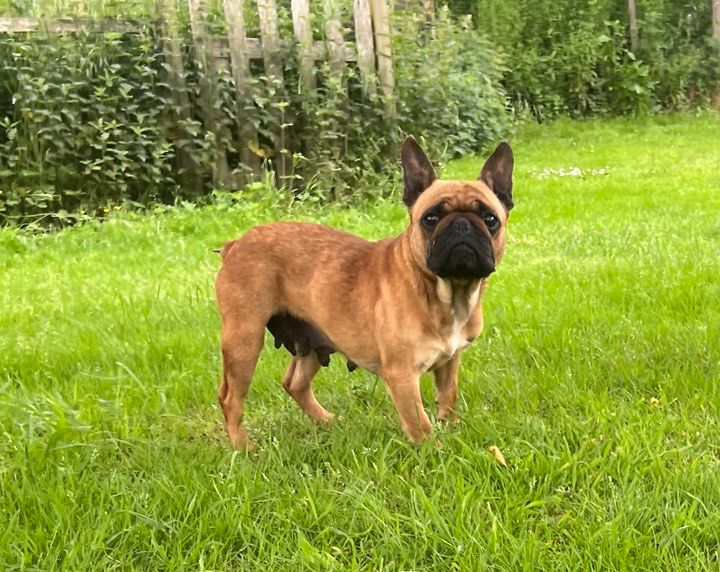 Roxy des terres de bourguenailles