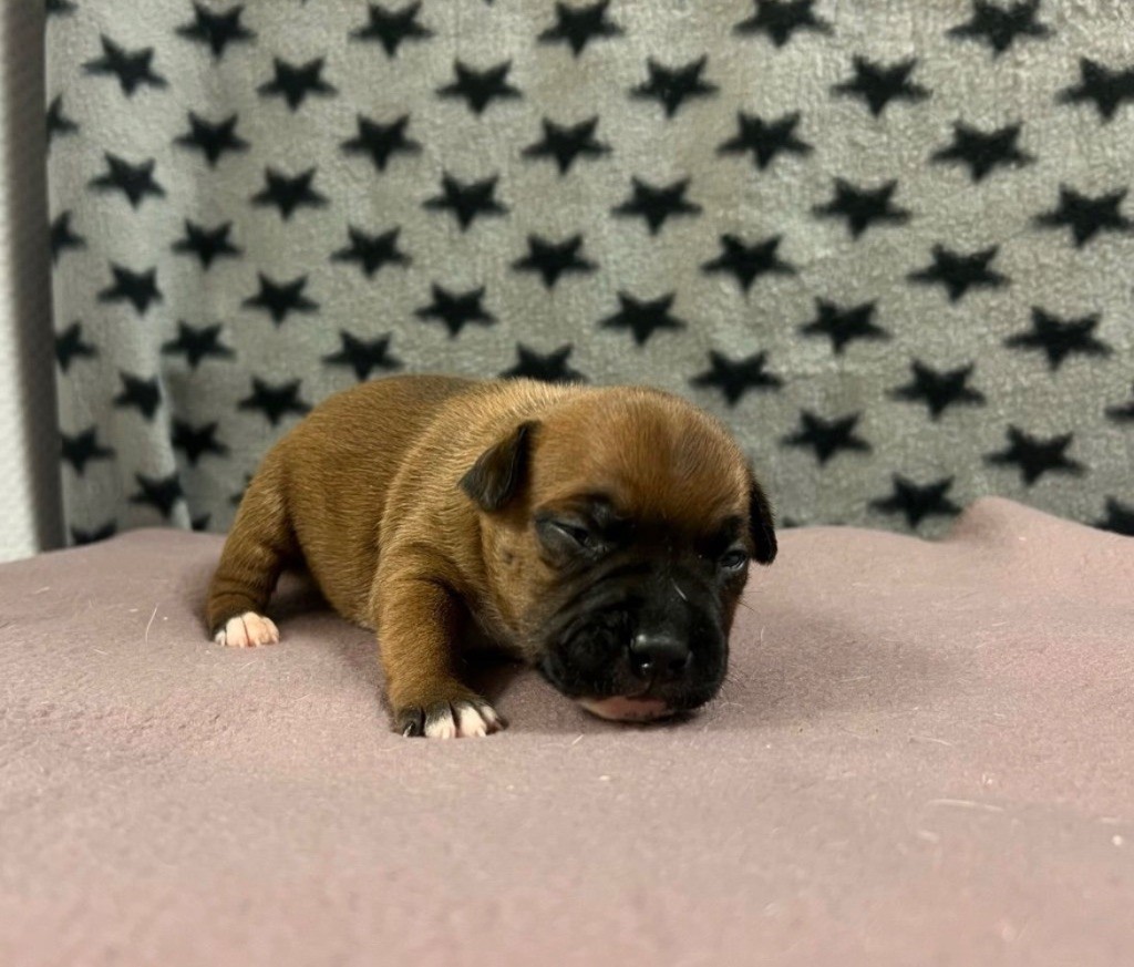 du hameau de fontenay - Chiots disponibles - Staffordshire Bull Terrier