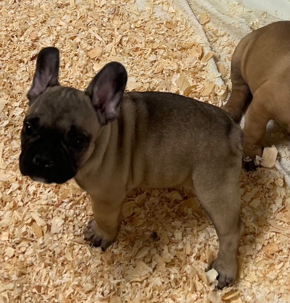 du hameau de fontenay - Chiots disponibles - Bouledogue français