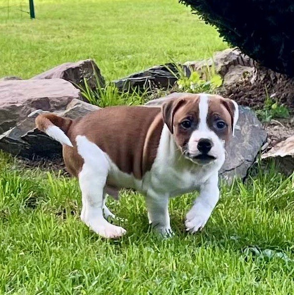 du hameau de fontenay - Chiots disponibles - Staffordshire Bull Terrier