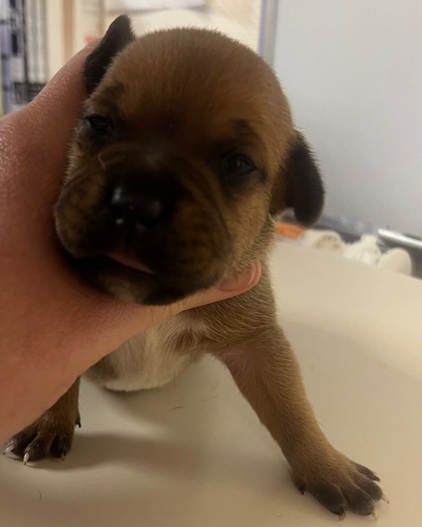 du hameau de fontenay - Chiots disponibles - Staffordshire Bull Terrier
