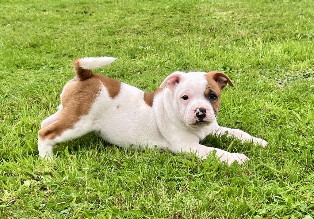 du hameau de fontenay - Chiots disponibles - Staffordshire Bull Terrier