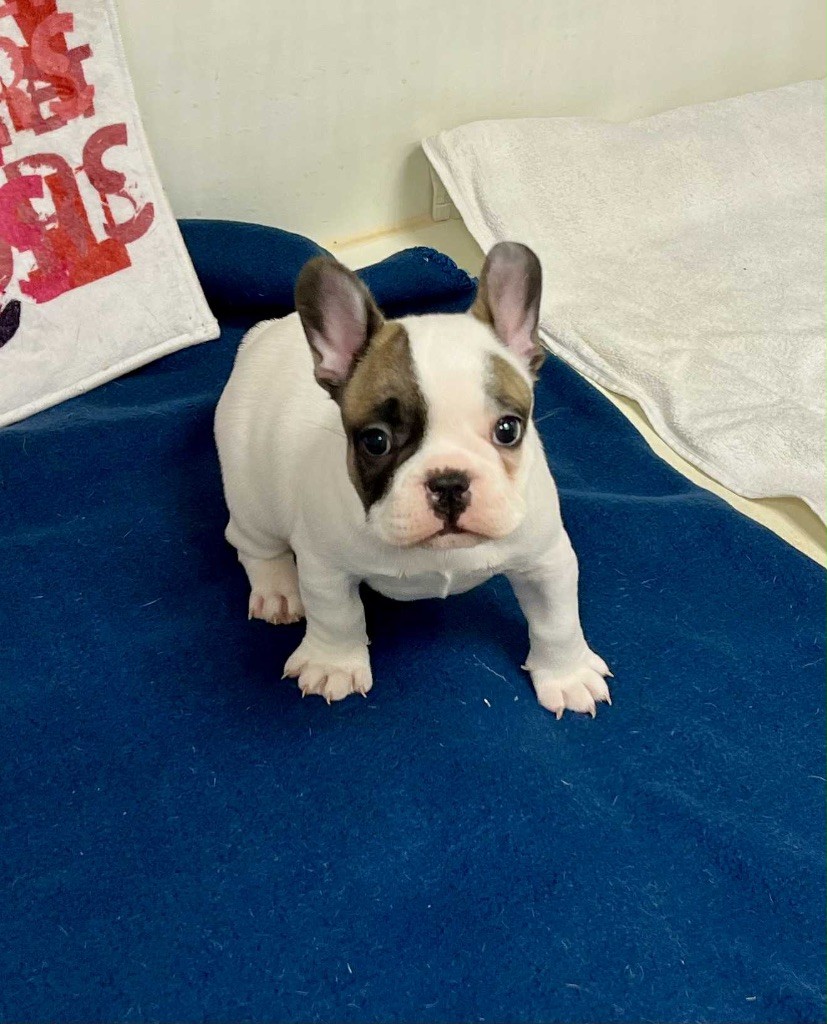 du hameau de fontenay - Chiots disponibles - Bouledogue français