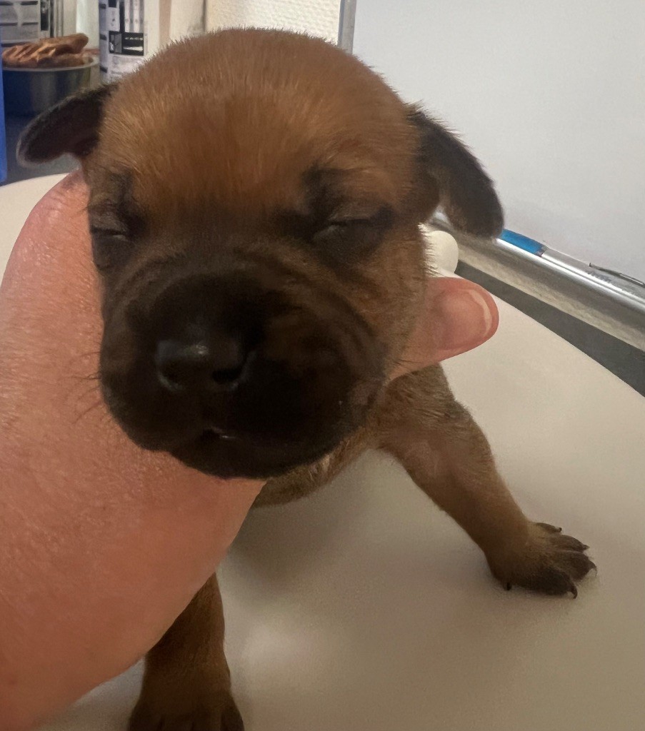 du hameau de fontenay - Chiots disponibles - Staffordshire Bull Terrier