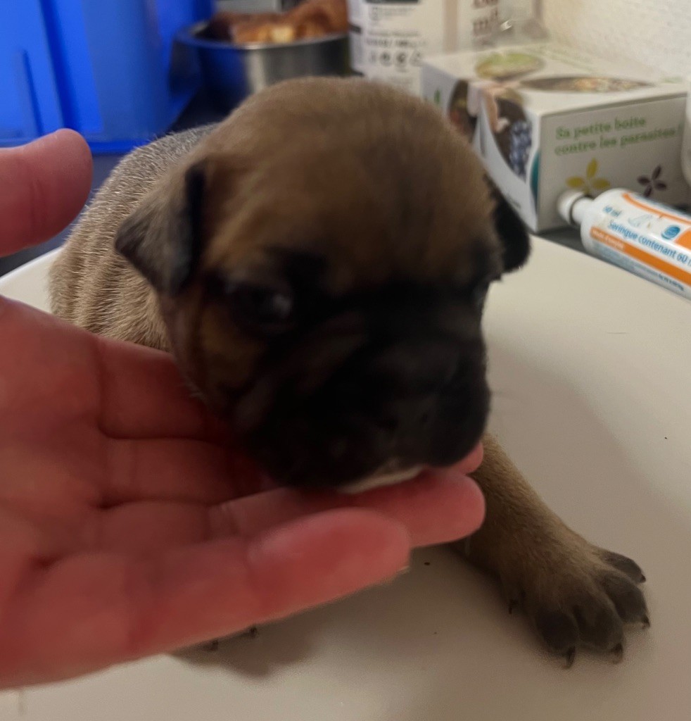 du hameau de fontenay - Chiots disponibles - Bouledogue français