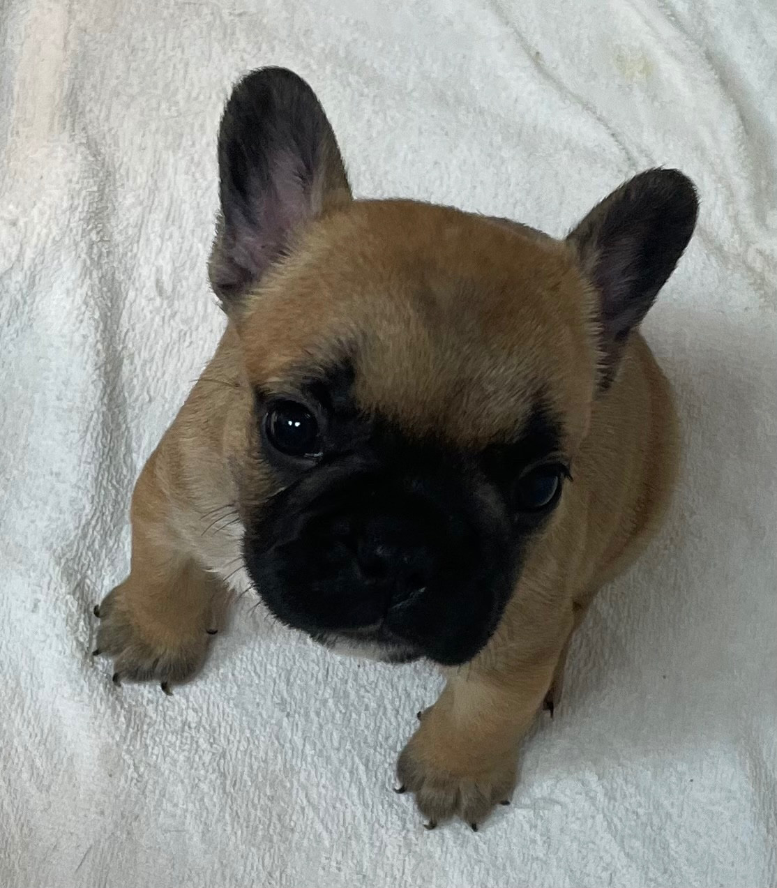 du hameau de fontenay - Chiots disponibles - Bouledogue français