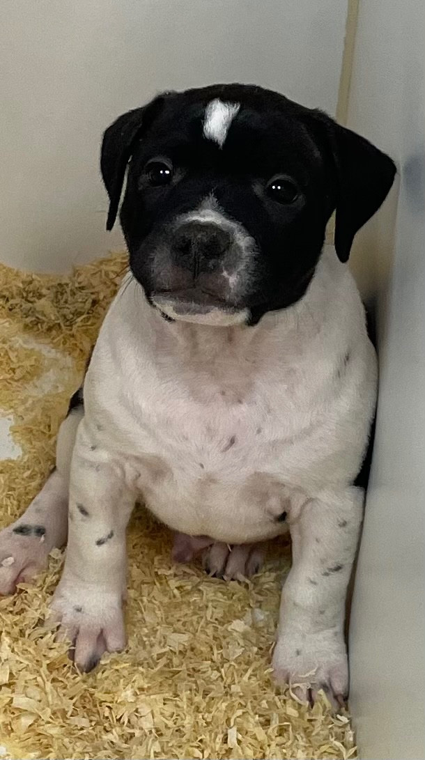 du hameau de fontenay - Chiots disponibles - Staffordshire Bull Terrier