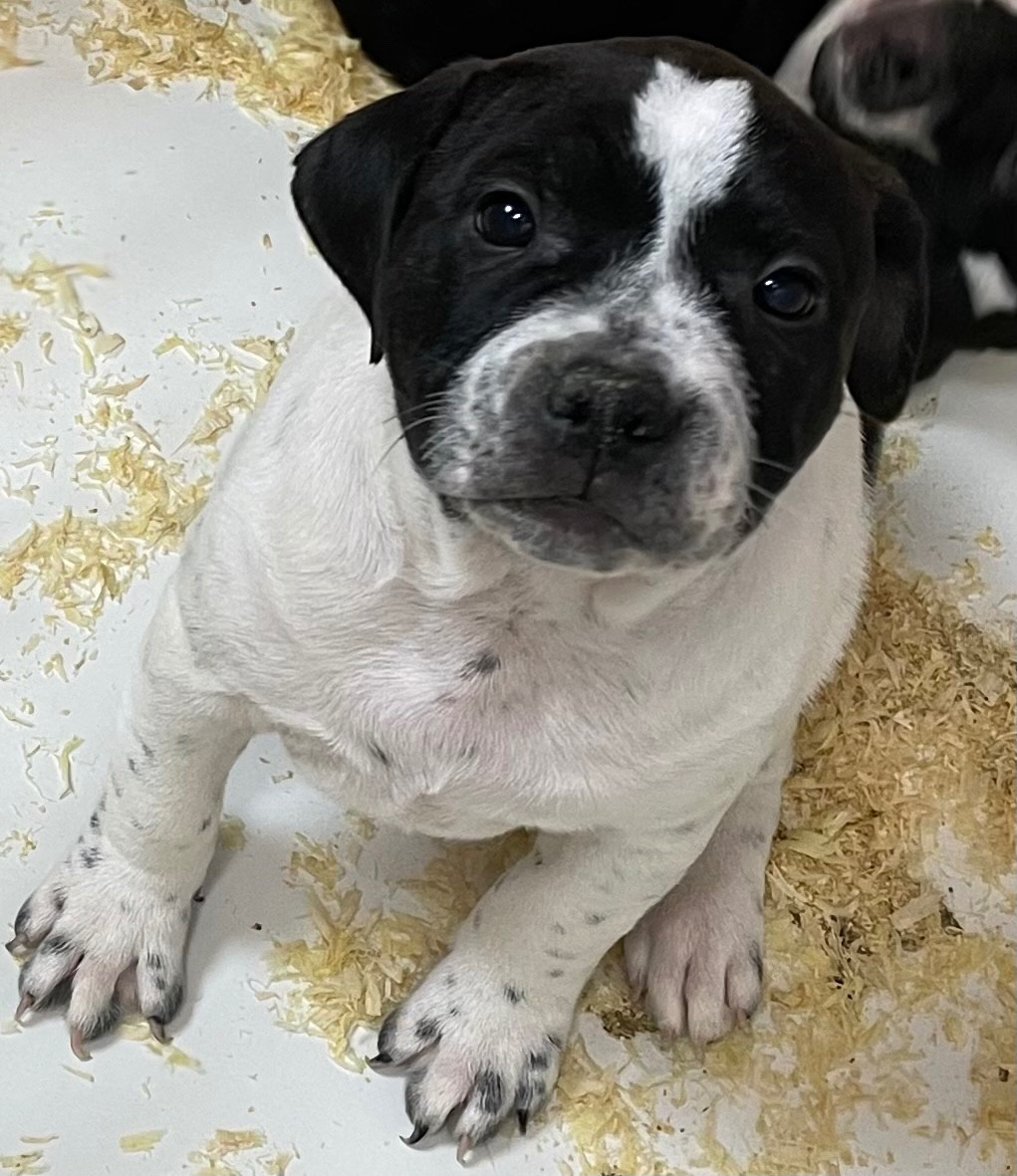 du hameau de fontenay - Chiots disponibles - Staffordshire Bull Terrier