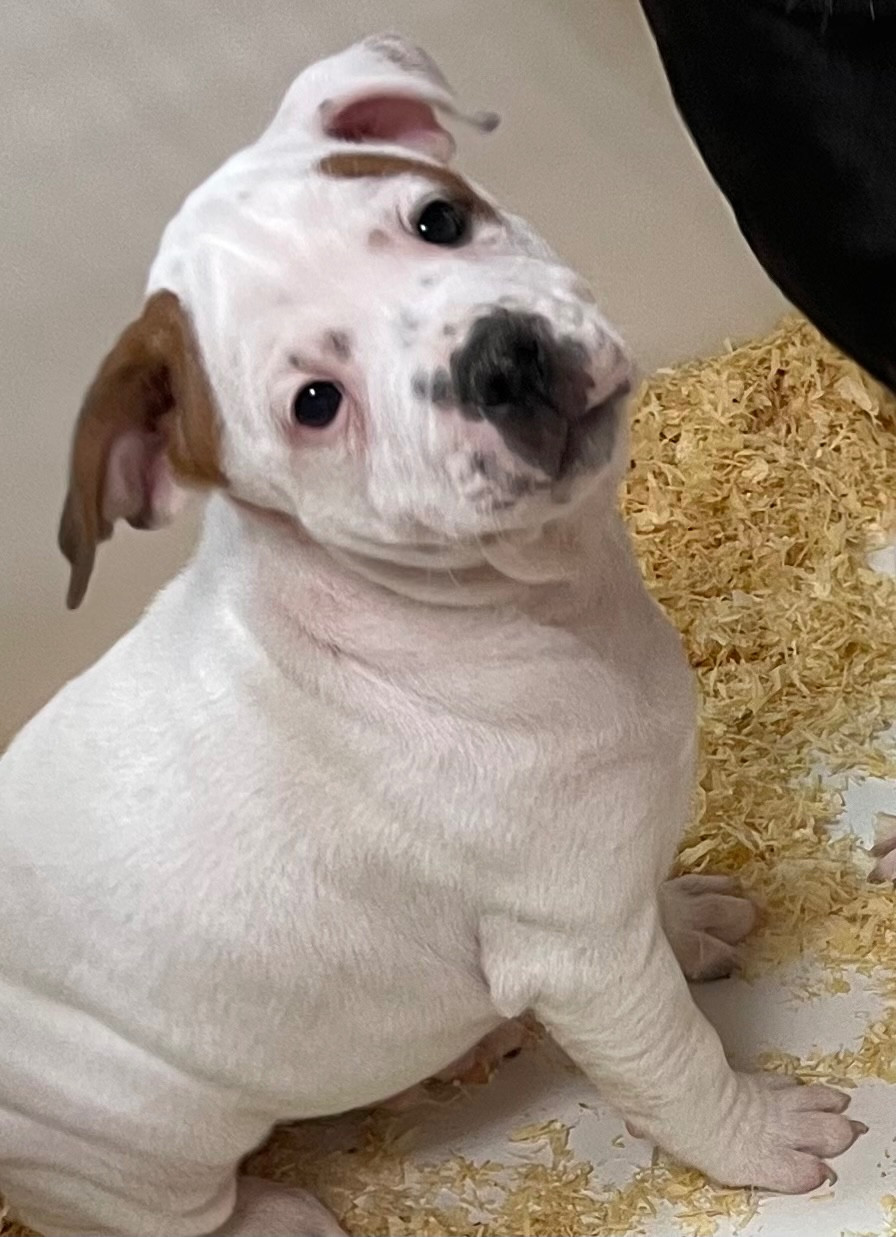 du hameau de fontenay - Chiots disponibles - Staffordshire Bull Terrier