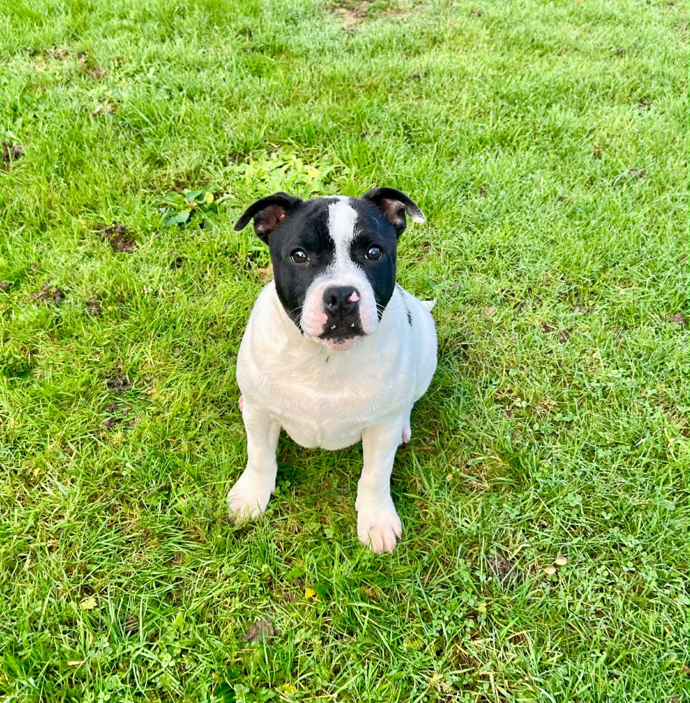 du hameau de fontenay - Chiots disponibles - Staffordshire Bull Terrier