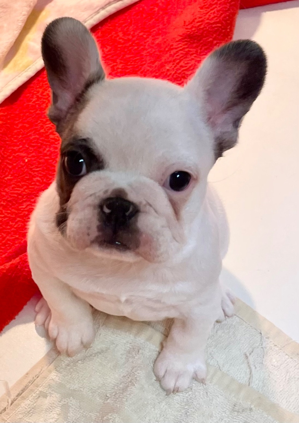 du hameau de fontenay - Chiots disponibles - Bouledogue français