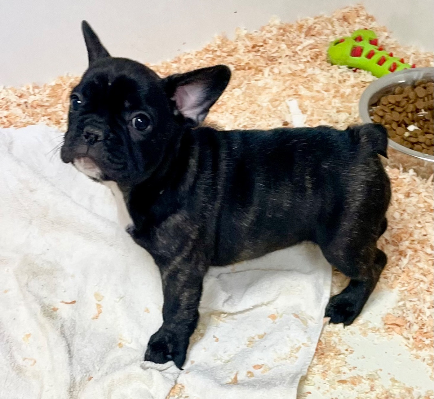 du hameau de fontenay - Chiots disponibles - Bouledogue français