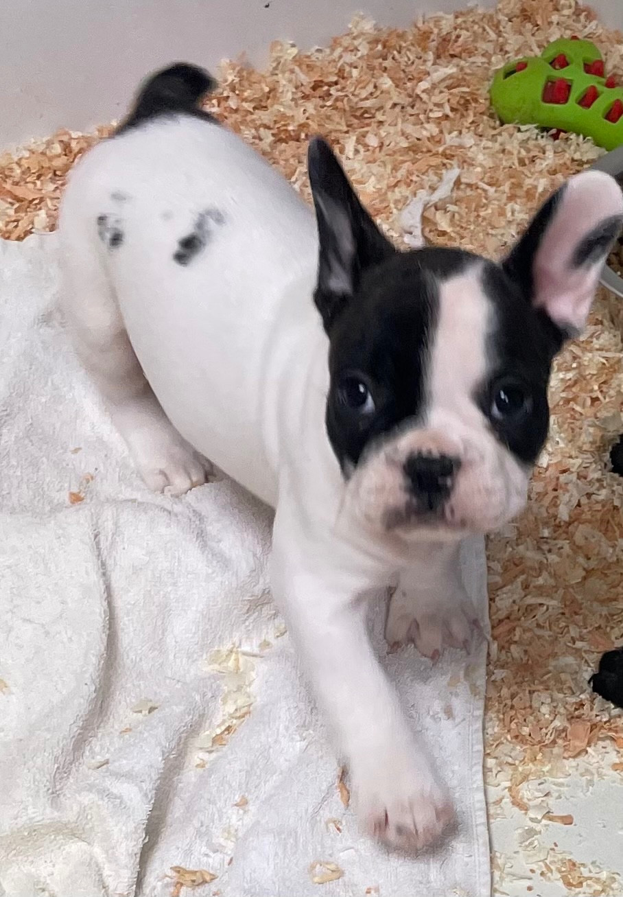 du hameau de fontenay - Chiots disponibles - Bouledogue français