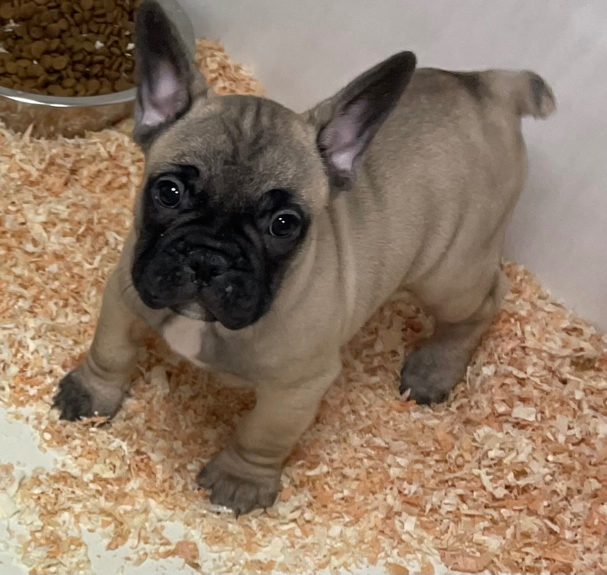du hameau de fontenay - Chiots disponibles - Bouledogue français