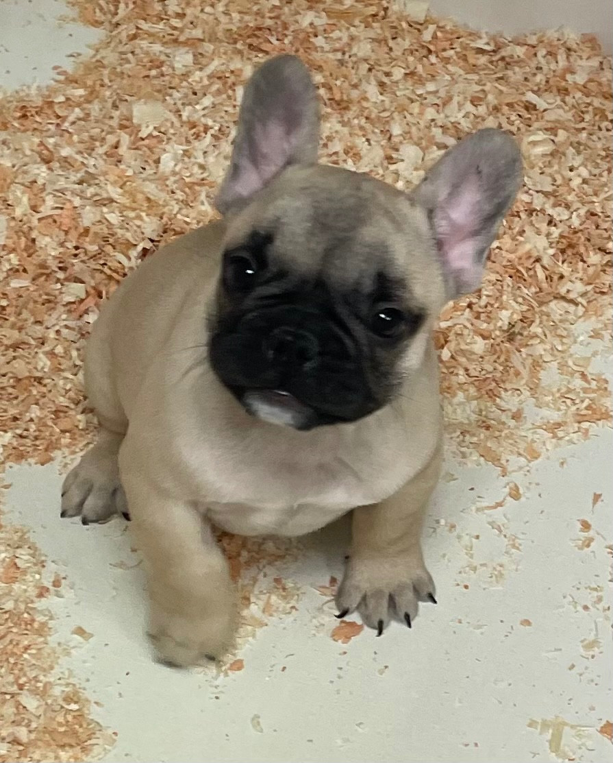 du hameau de fontenay - Chiots disponibles - Bouledogue français
