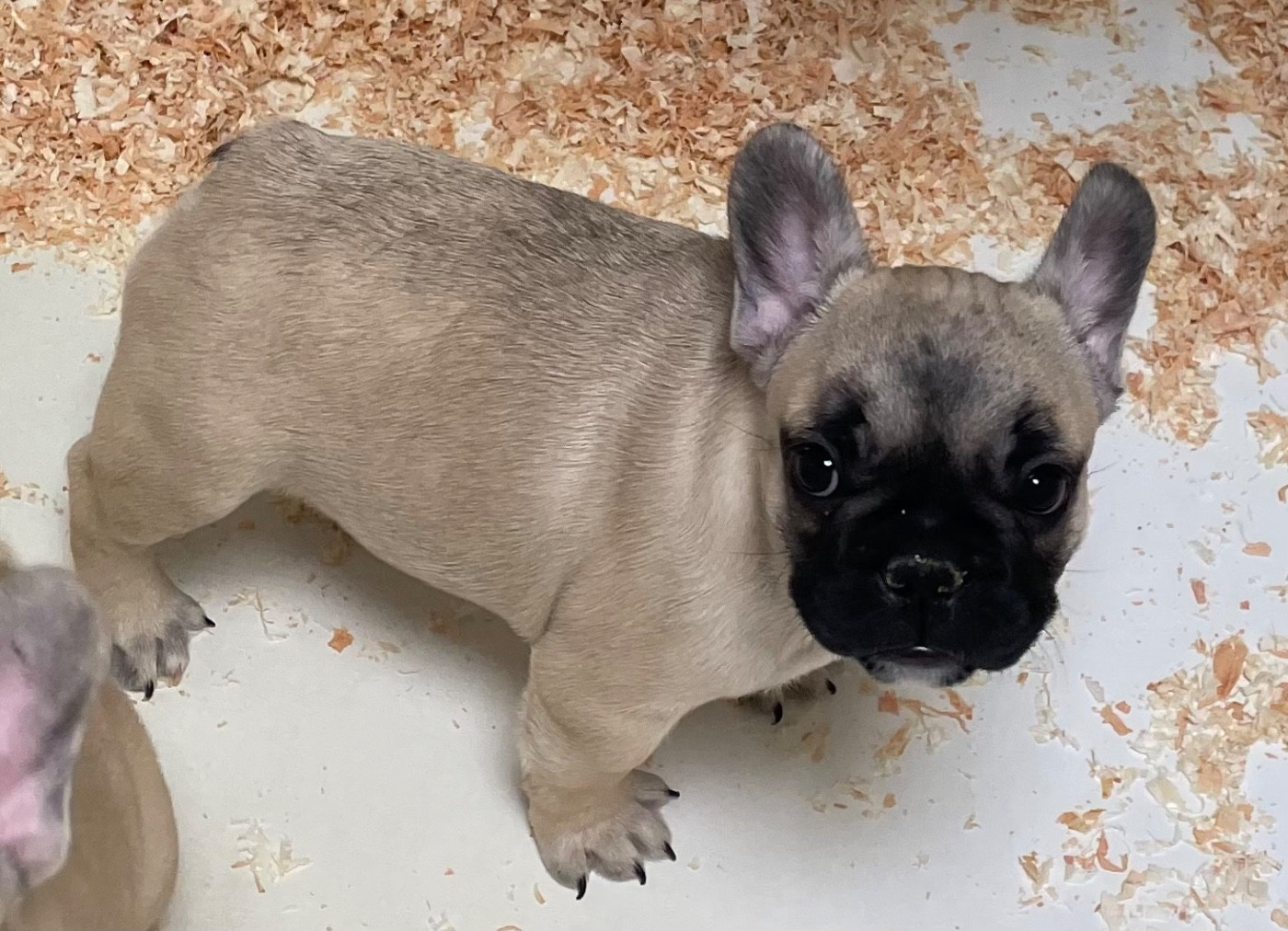 du hameau de fontenay - Chiots disponibles - Bouledogue français
