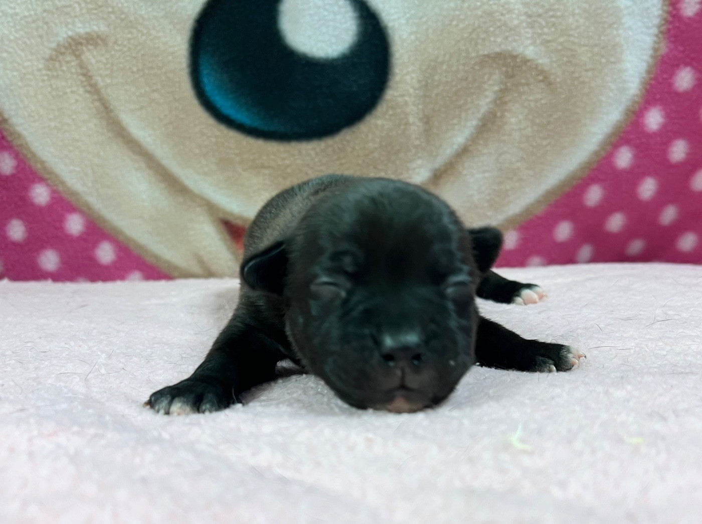 du hameau de fontenay - Chiots disponibles - Staffordshire Bull Terrier
