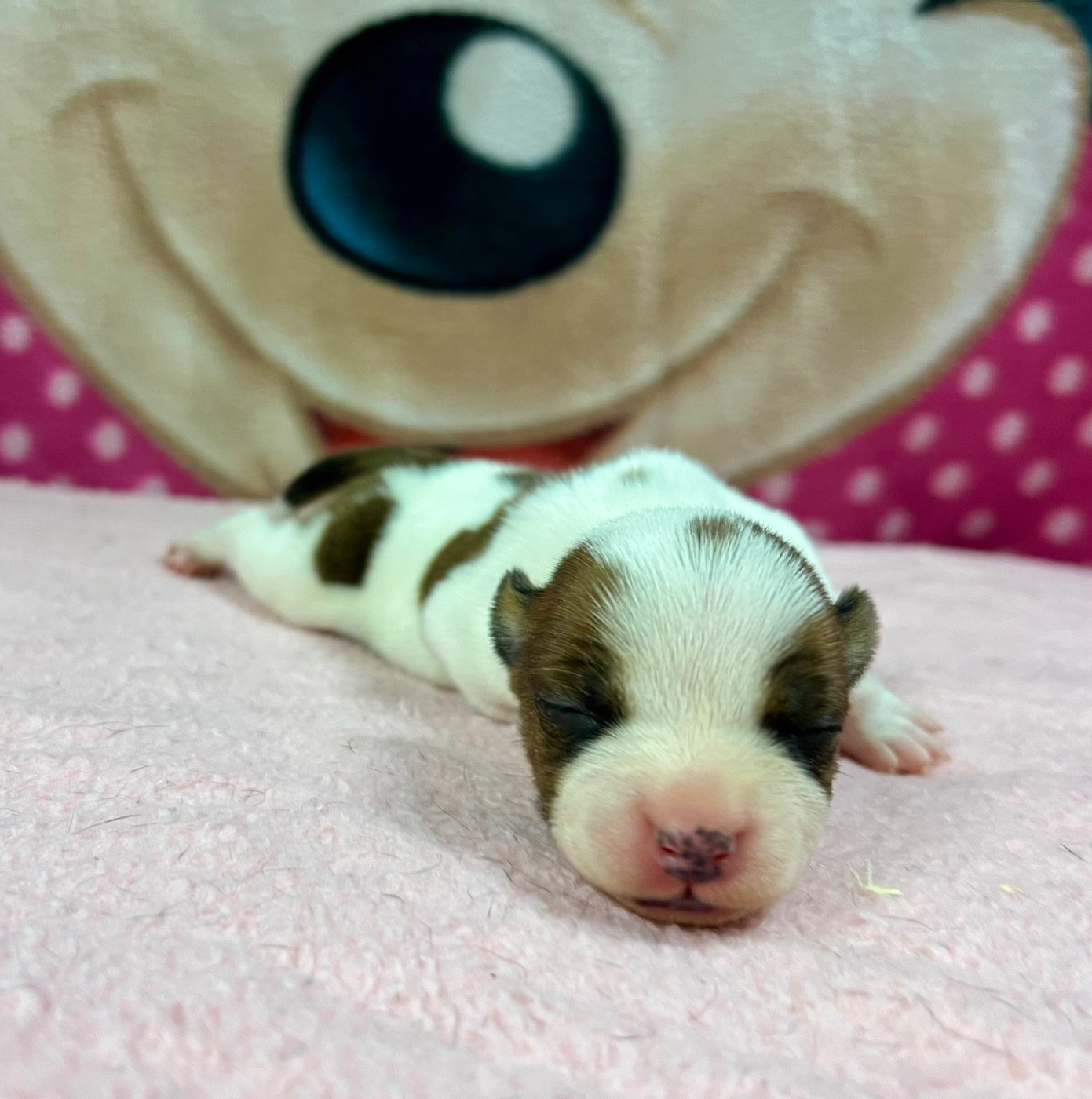 du hameau de fontenay - Chiots disponibles - Staffordshire Bull Terrier