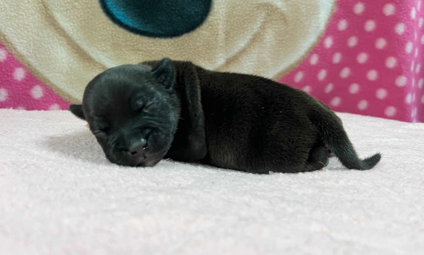 du hameau de fontenay - Chiots disponibles - Staffordshire Bull Terrier