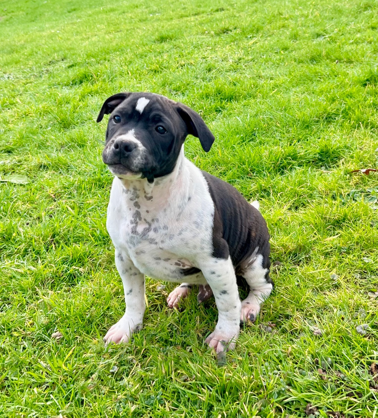 du hameau de fontenay - Chiots disponibles - Staffordshire Bull Terrier