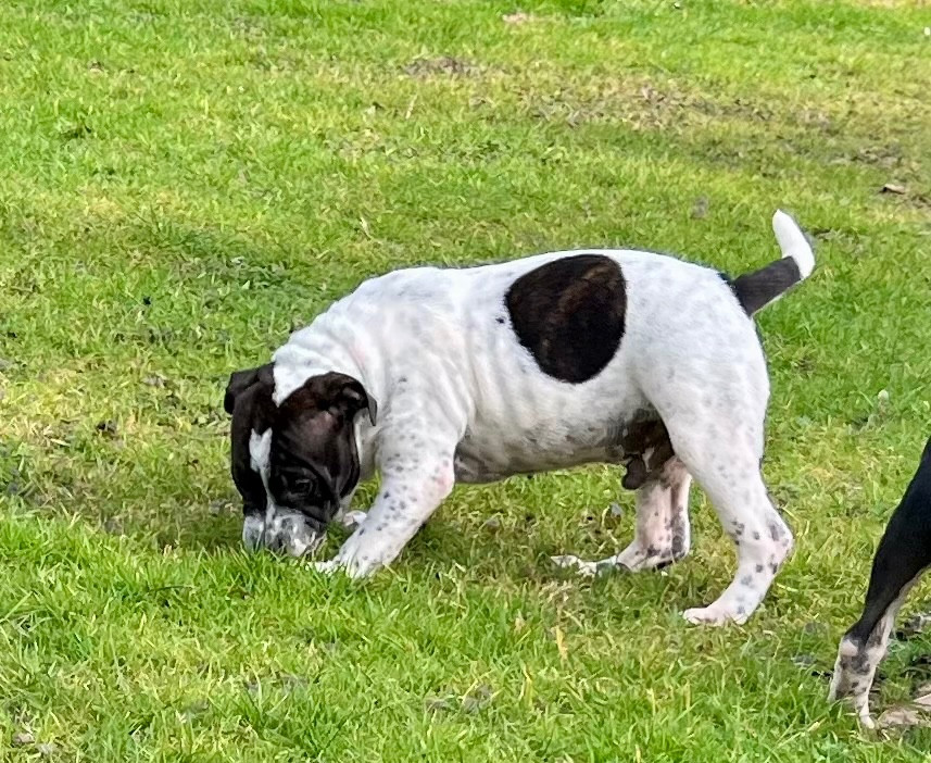 du hameau de fontenay - Chiots disponibles - Staffordshire Bull Terrier