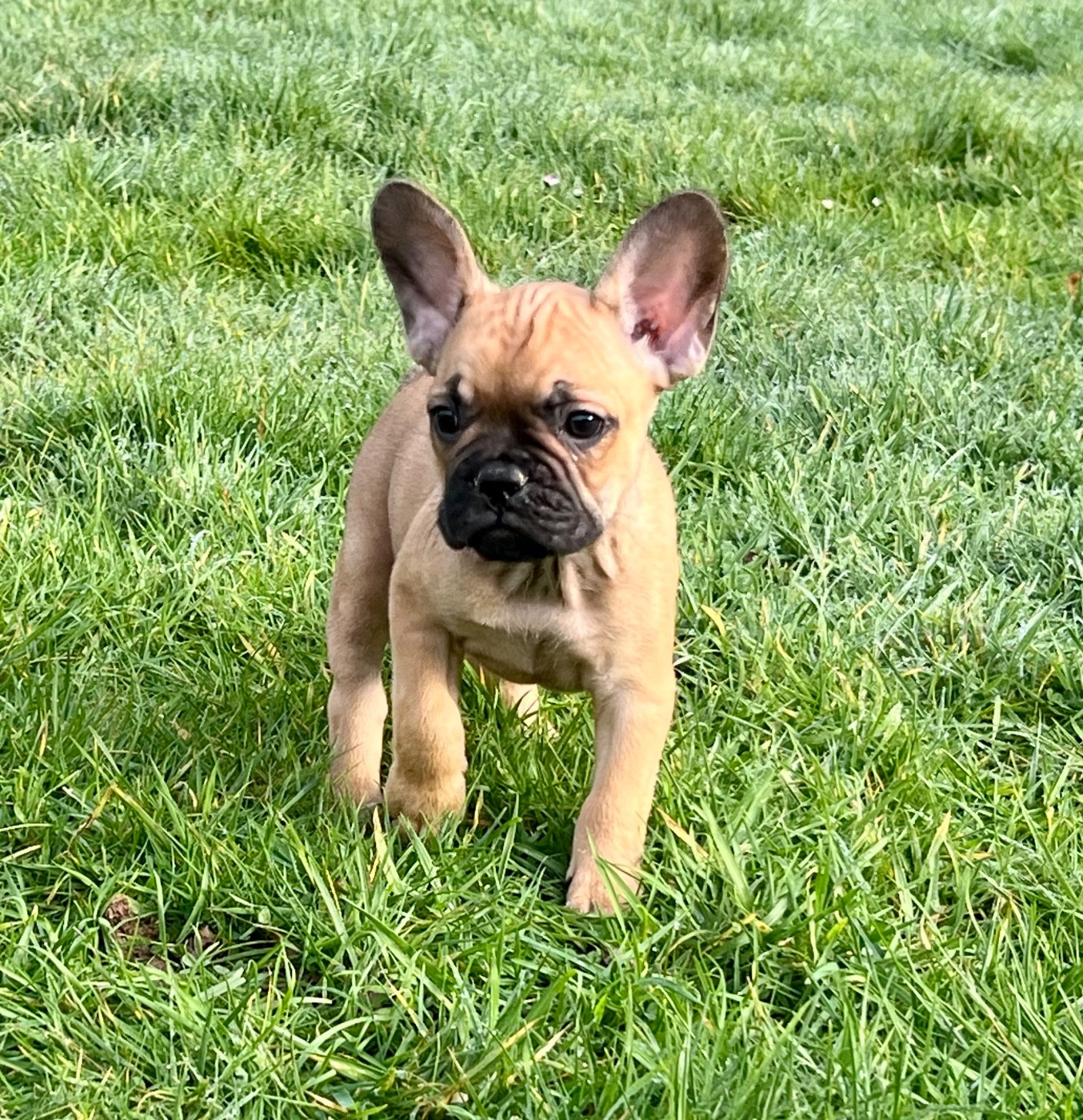 du hameau de fontenay - Chiots disponibles - Bouledogue français