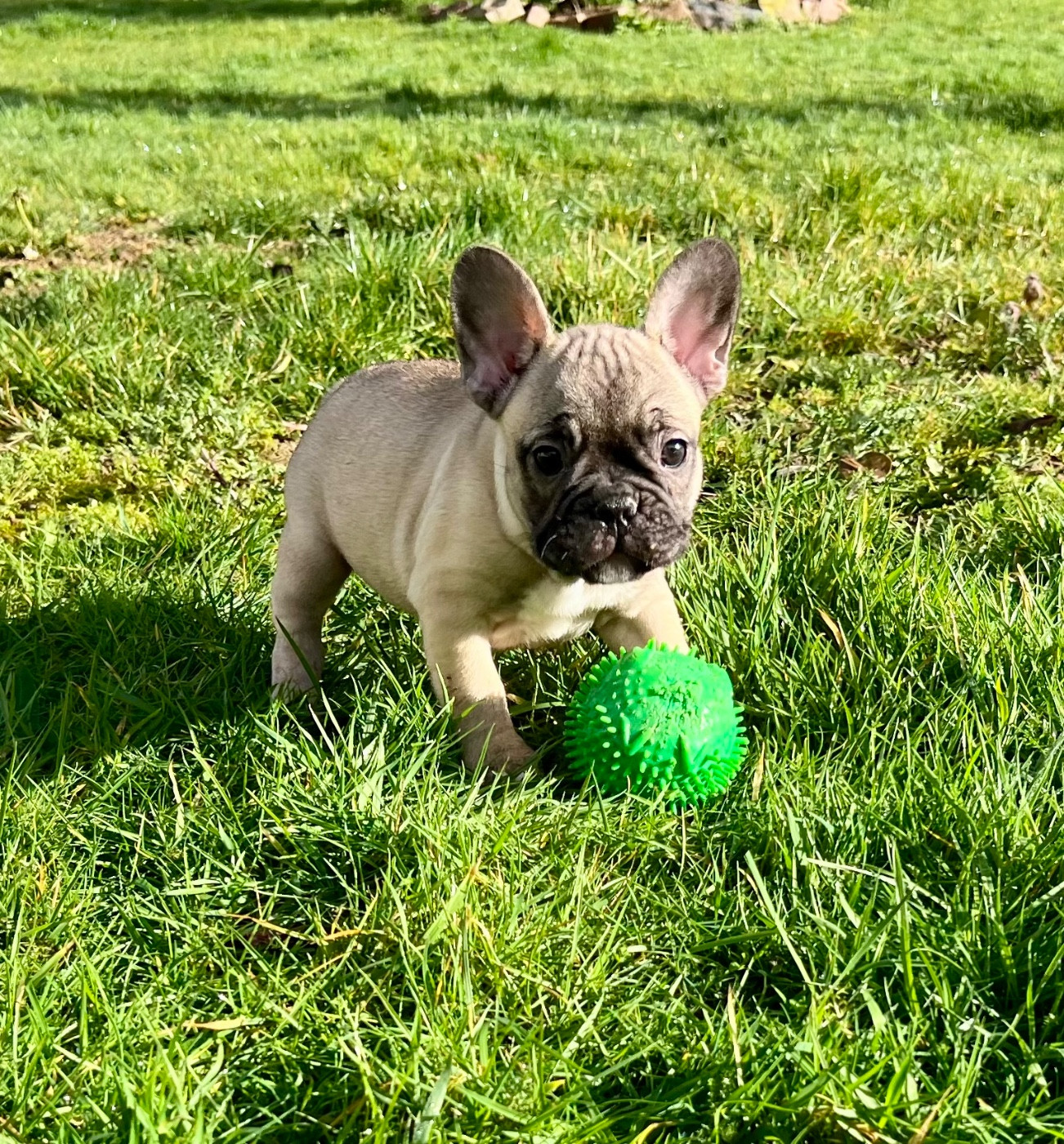 du hameau de fontenay - Chiots disponibles - Bouledogue français